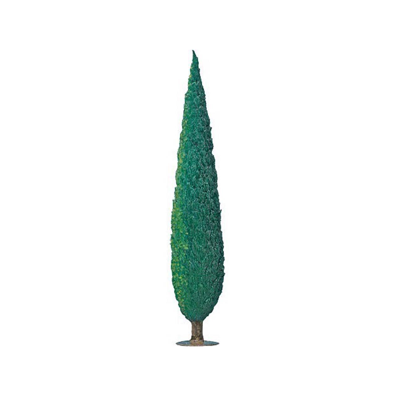 Cypress 20 cm