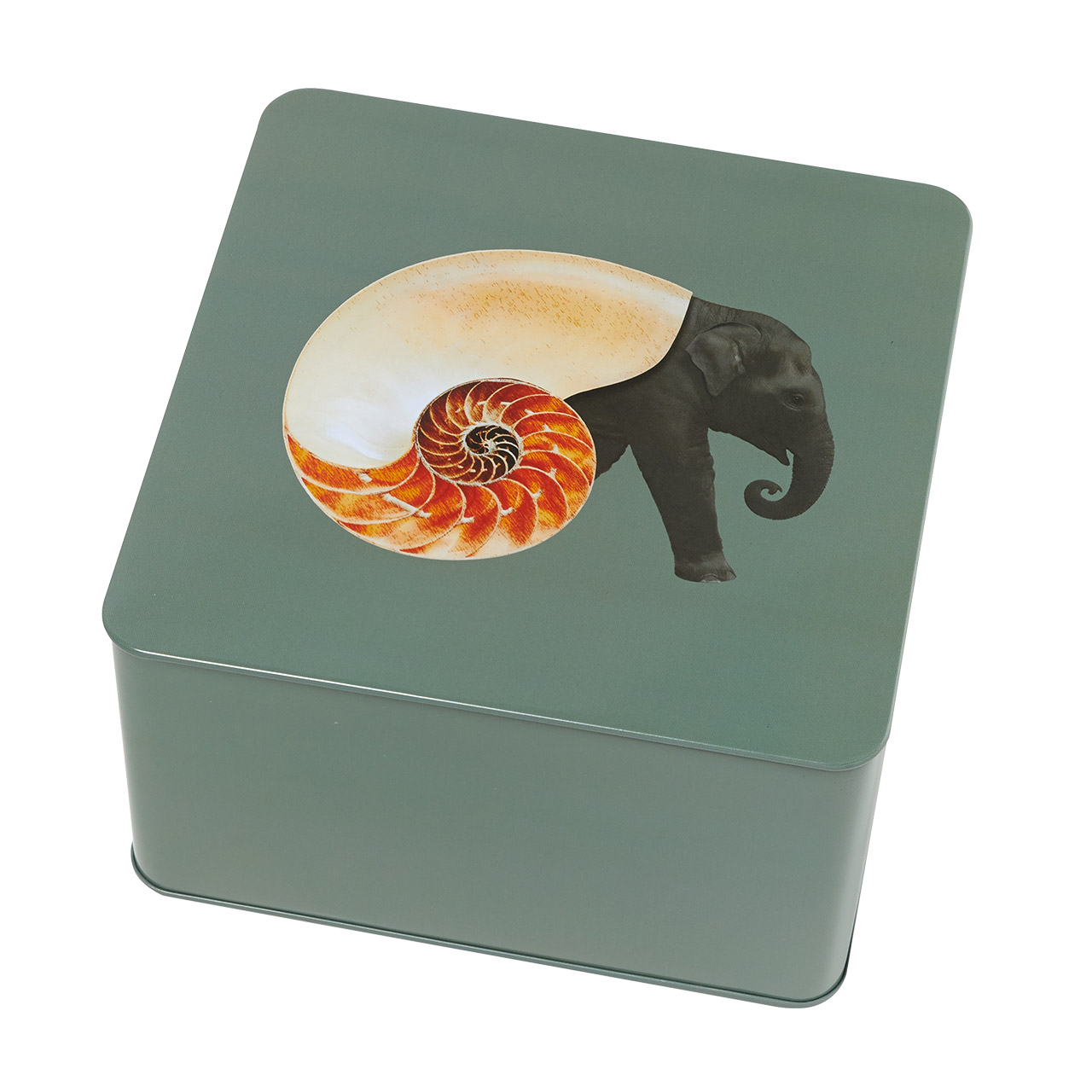 Box square Shellephant